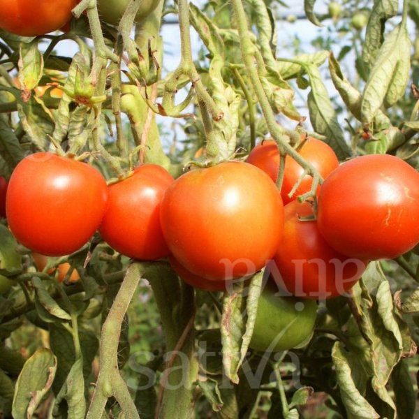 Sieger - Tomate Bild 1