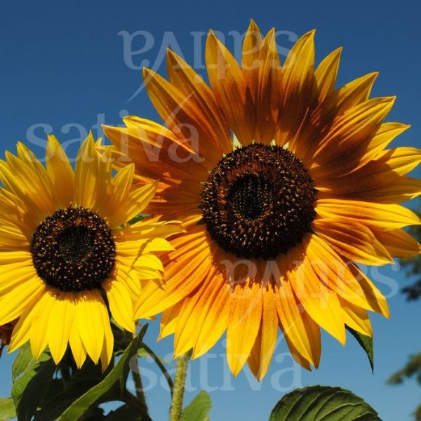 Sonnenblume verzweigt Bild 1