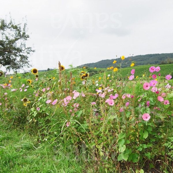 Bauerngarten - Blumenmischung Bild 1