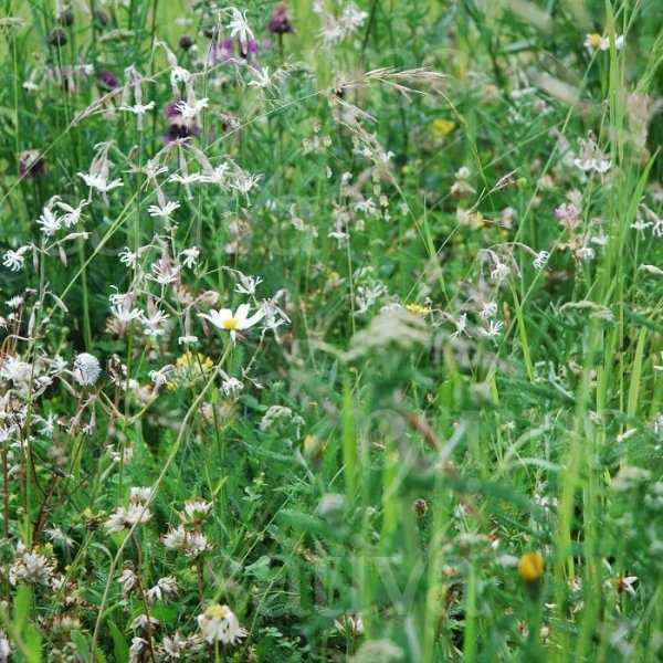 Schattig - Wildblumenmischung Bild 1